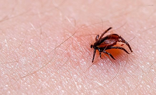 Zecken-Gefahr - Drei neue FSME-Risikogebiete