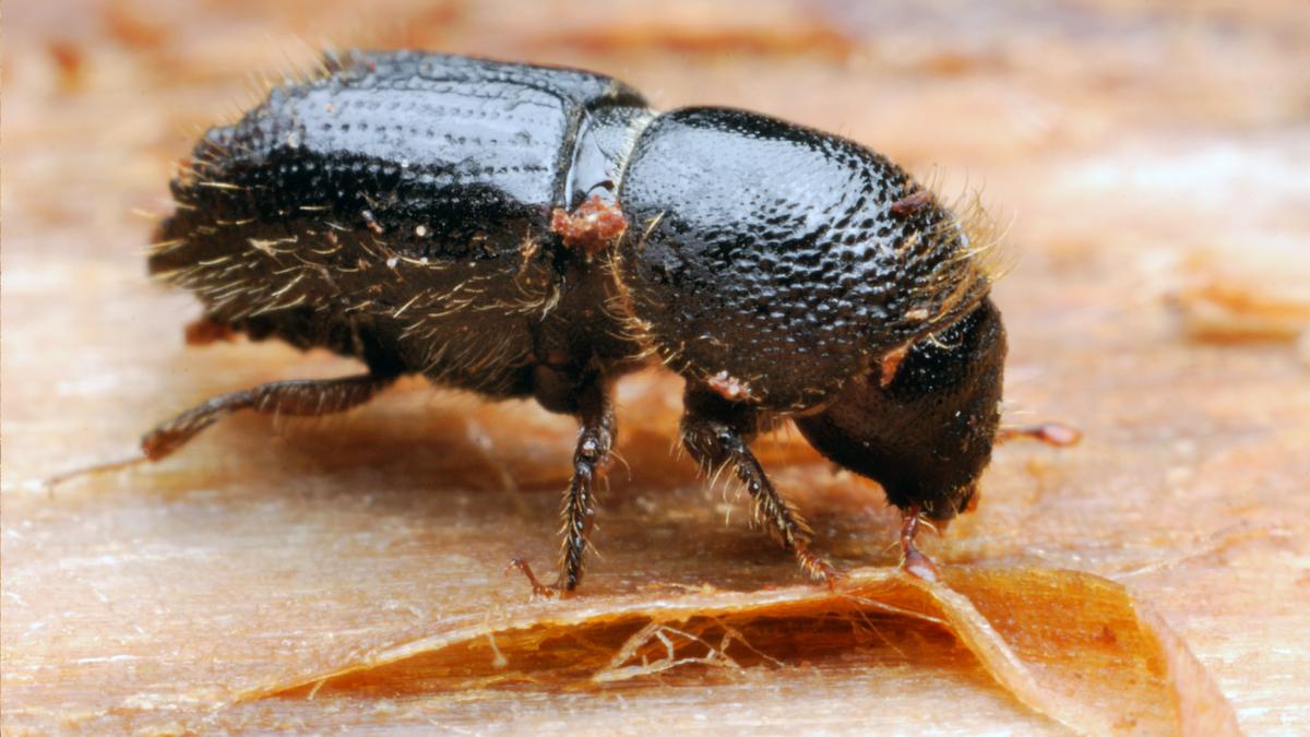 Kletterparks haben nach einigen Dürrejahren mit starkem Borkenkäferbefall zu kämpfen