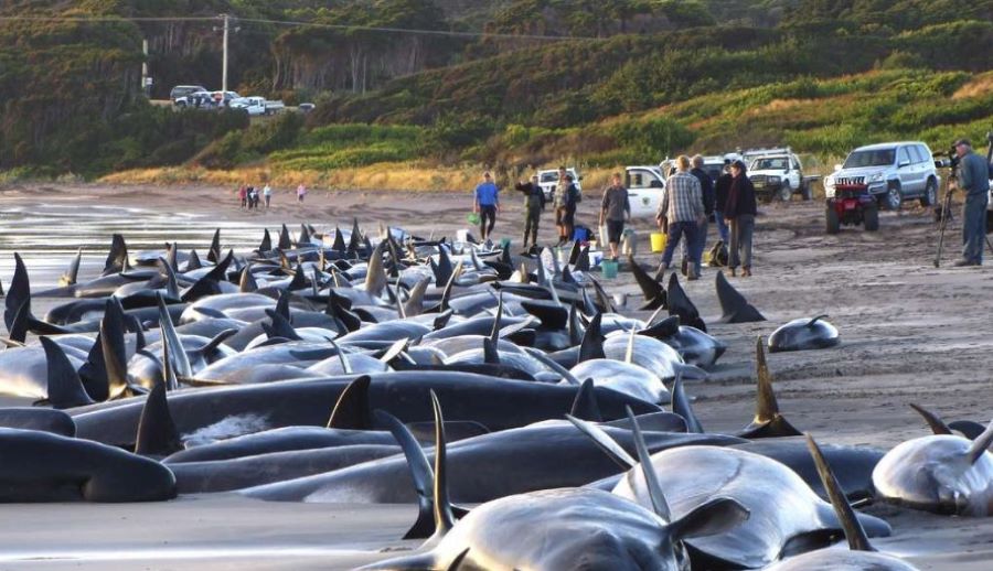 Nach der Massenstrandung von fast 100 Grindwalen in Australien sind alle Tiere tot