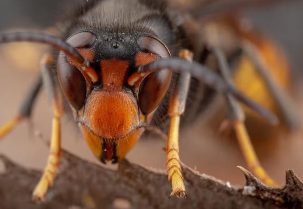 Der starke Anstieg der Sichtungen asiatischer Hornissen in Großbritannien löst Alarm aus
