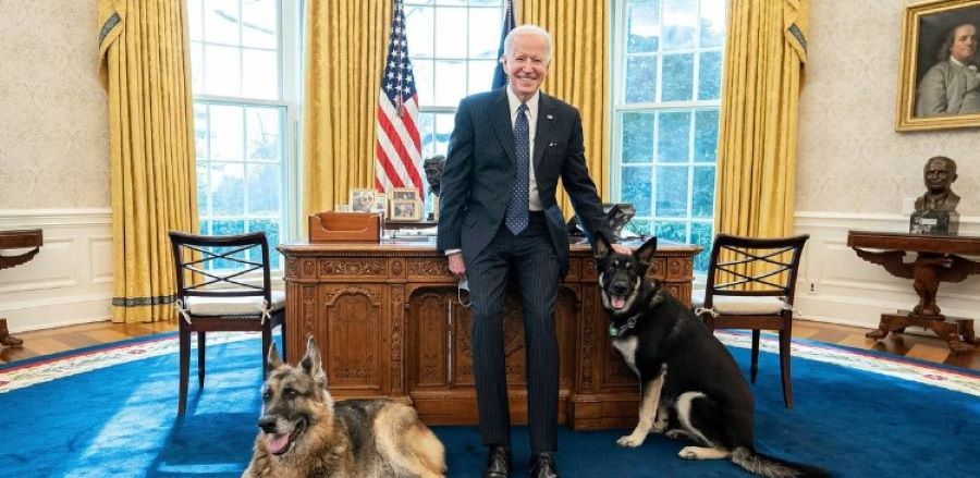 Joe Bidens Hund Commander beißt einen weiteren Mitarbeiter des US-Geheimdienstes
