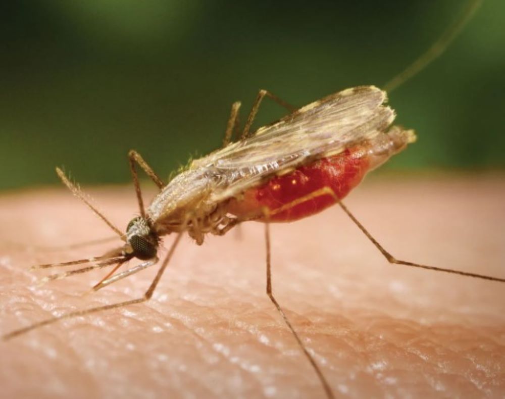 Malaria muss ein für alle Mal ausgerottet werden sonst kommt es stärker zurück