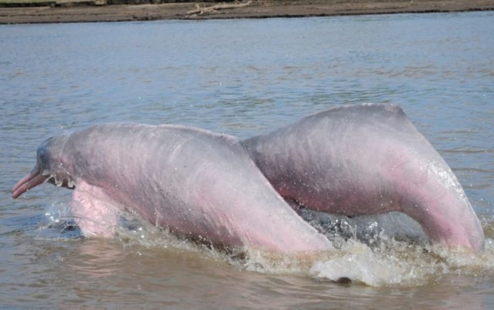 Mehr als 100 Delfine sind im brasilianischen Amazonas wegen steigender Wassertemperaturen gestorben