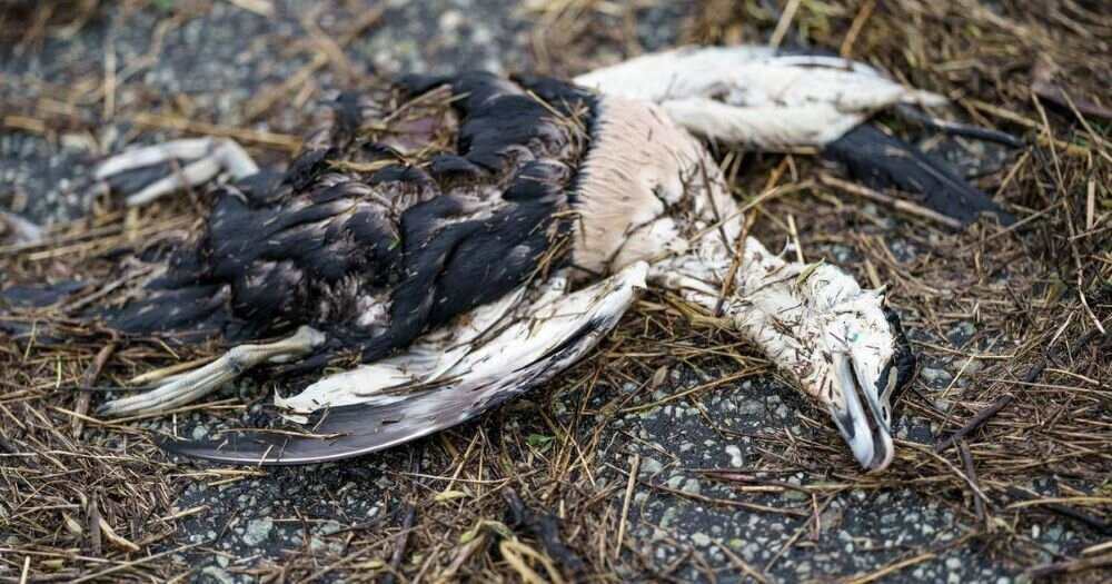 Vogelgrippe ist in zwei deutschen Geflügelhöfen ausgebrochen