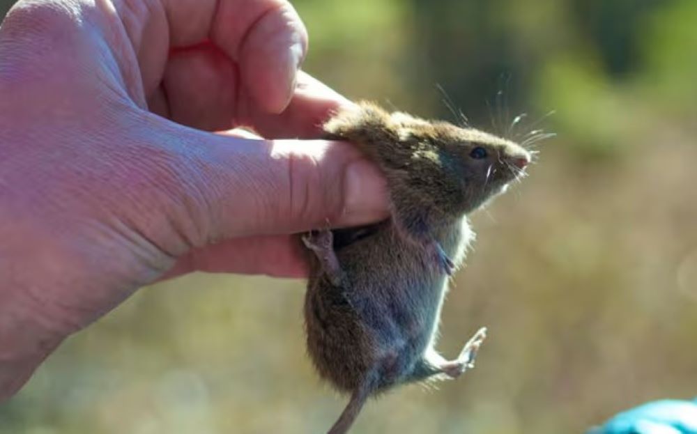 Alaskapocken: Ein älterer Mann an dem Virus gestorben