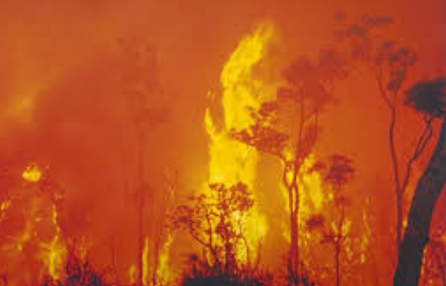 Waldbränden in Chile -  Zehn Menschen sind ums Leben gekommen