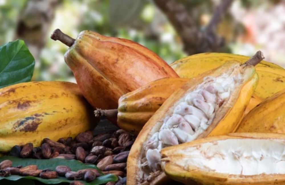 Studie zeigt, dass die Hitzewelle in Westafrika durch die Klimakrise verstärkt wurde