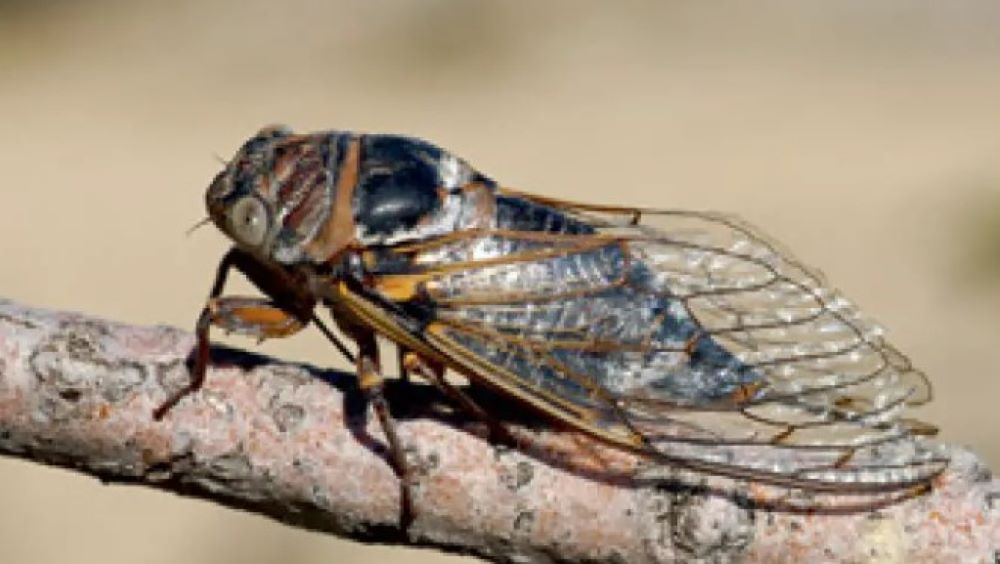 USA steht doppelte Zikaden-Invasion bevor