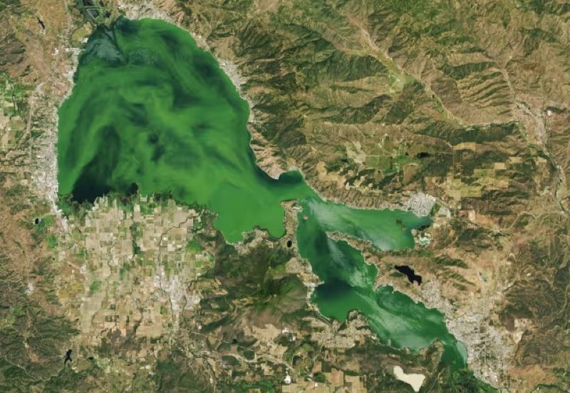 Sichtbar aus dem Weltraum: Clear Lake in Kalifornien erstrahlt aufgrund intensiver Algenblüte hellgrün