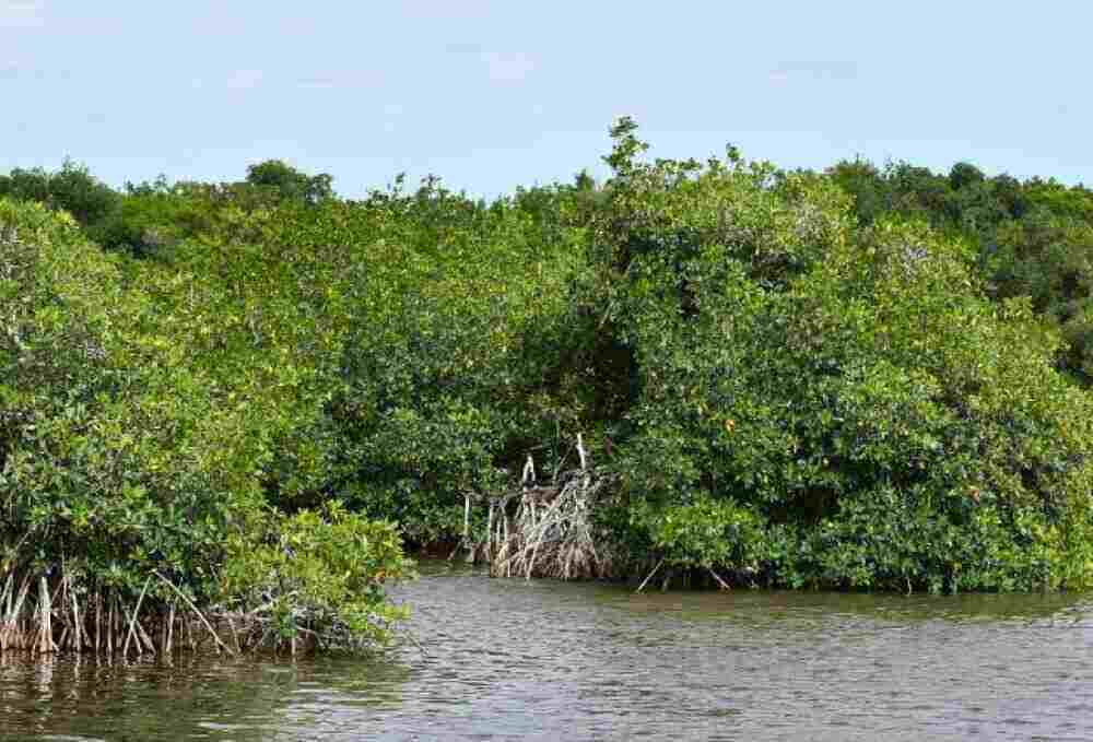 Globale Folgen: Warum der Verlust von Mangroven weltweit relevant ist
